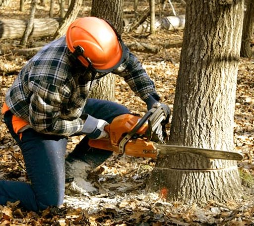 Tree Removal in Overgaard, AZ